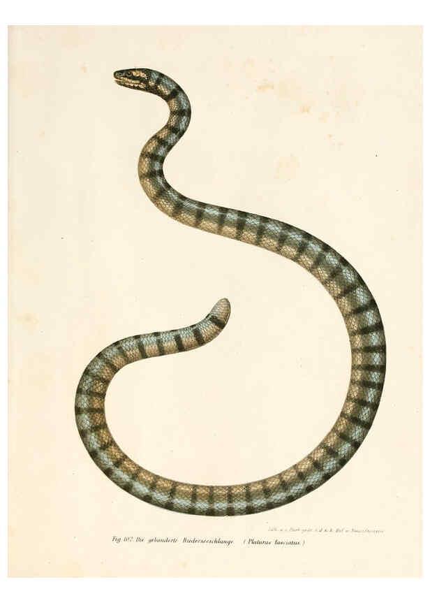 Reproducción/Reproduction 6309768272: Bilder-Atlas zur wissenschaftlich-populären Naturgeschichte der Wirbelthiere Wien :K.K. Hof-und Staatsdruckerei,1867