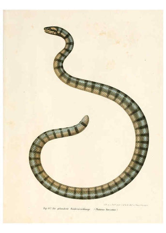 Reproducción/Reproduction 6309768272: Bilder-Atlas zur wissenschaftlich-populären Naturgeschichte der Wirbelthiere Wien :K.K. Hof-und Staatsdruckerei,1867