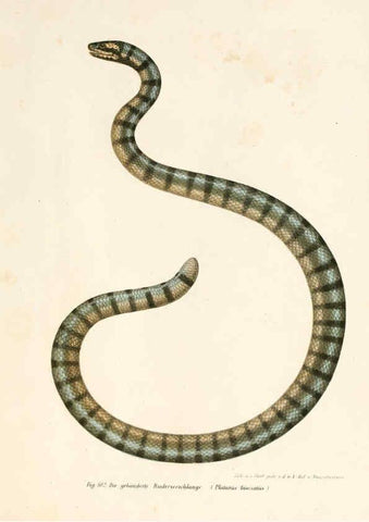 Reproducción/Reproduction 6309768272: Bilder-Atlas zur wissenschaftlich-populären Naturgeschichte der Wirbelthiere Wien :K.K. Hof-und Staatsdruckerei,1867
