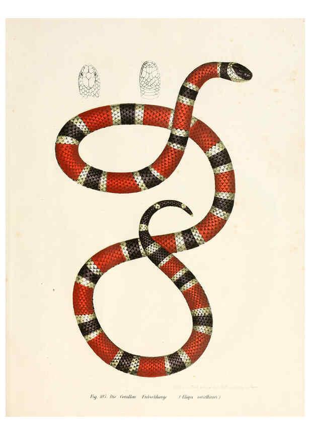 Reproducción/Reproduction 6309768482: Bilder-Atlas zur wissenschaftlich-populären Naturgeschichte der Wirbelthiere Wien :K.K. Hof-und Staatsdruckerei,1867
