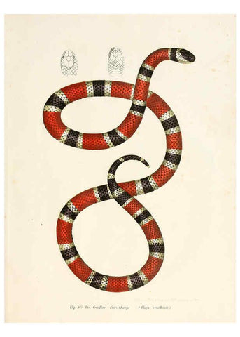 Reproducción/Reproduction 6309768482: Bilder-Atlas zur wissenschaftlich-populären Naturgeschichte der Wirbelthiere Wien :K.K. Hof-und Staatsdruckerei,1867
