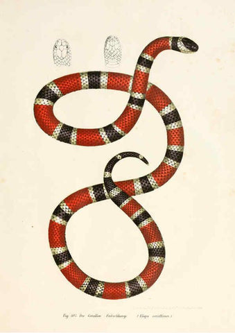 Reproducción/Reproduction 6309768482: Bilder-Atlas zur wissenschaftlich-populären Naturgeschichte der Wirbelthiere Wien :K.K. Hof-und Staatsdruckerei,1867