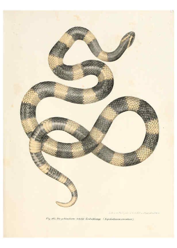 Reproducción/Reproduction 6309768678: Bilder-Atlas zur wissenschaftlich-populären Naturgeschichte der Wirbelthiere Wien :K.K. Hof-und Staatsdruckerei,1867