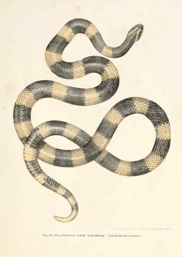 Reproducción/Reproduction 6309768678: Bilder-Atlas zur wissenschaftlich-populären Naturgeschichte der Wirbelthiere Wien :K.K. Hof-und Staatsdruckerei,1867