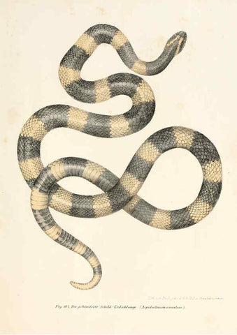 Reproducción/Reproduction 6309768678: Bilder-Atlas zur wissenschaftlich-populären Naturgeschichte der Wirbelthiere Wien :K.K. Hof-und Staatsdruckerei,1867