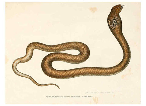 Reproducción/Reproduction 6309768842: Bilder-Atlas zur wissenschaftlich-populären Naturgeschichte der Wirbelthiere Wien :K.K. Hof-und Staatsdruckerei,1867