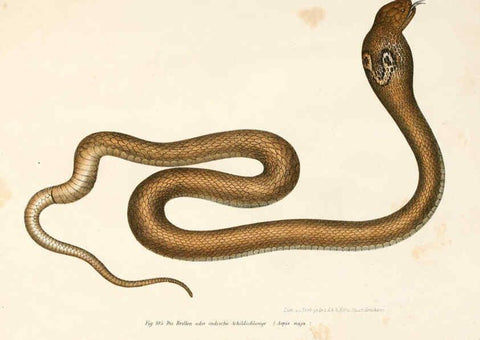 Reproducción/Reproduction 6309768842: Bilder-Atlas zur wissenschaftlich-populären Naturgeschichte der Wirbelthiere Wien :K.K. Hof-und Staatsdruckerei,1867