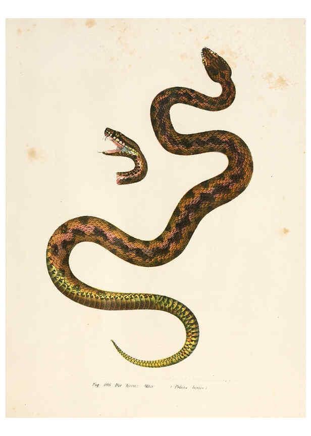 Reproducción/Reproduction 6309769070: Bilder-Atlas zur wissenschaftlich-populären Naturgeschichte der Wirbelthiere Wien :K.K. Hof-und Staatsdruckerei,1867