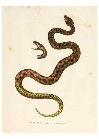 Reproducción/Reproduction 6309769070: Bilder-Atlas zur wissenschaftlich-populären Naturgeschichte der Wirbelthiere Wien :K.K. Hof-und Staatsdruckerei,1867