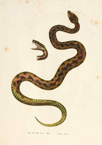Reproducción/Reproduction 6309769070: Bilder-Atlas zur wissenschaftlich-populären Naturgeschichte der Wirbelthiere Wien :K.K. Hof-und Staatsdruckerei,1867