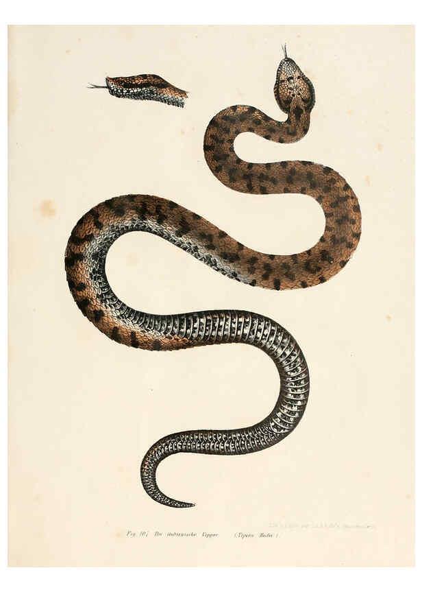 Reproducción/Reproduction 6309769252: Bilder-Atlas zur wissenschaftlich-populären Naturgeschichte der Wirbelthiere Wien :K.K. Hof-und Staatsdruckerei,1867