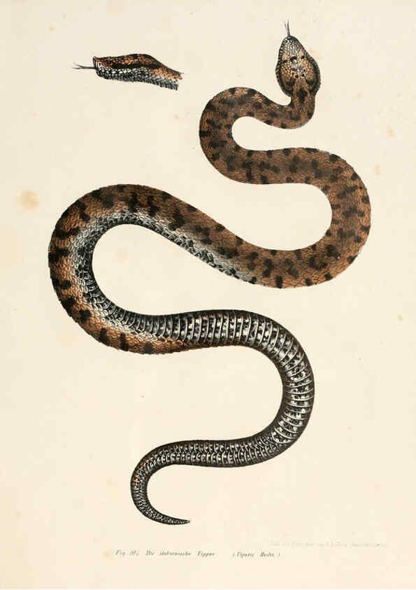 Reproducción/Reproduction 6309769252: Bilder-Atlas zur wissenschaftlich-populären Naturgeschichte der Wirbelthiere Wien :K.K. Hof-und Staatsdruckerei,1867