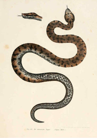 Reproducción/Reproduction 6309769252: Bilder-Atlas zur wissenschaftlich-populären Naturgeschichte der Wirbelthiere Wien :K.K. Hof-und Staatsdruckerei,1867