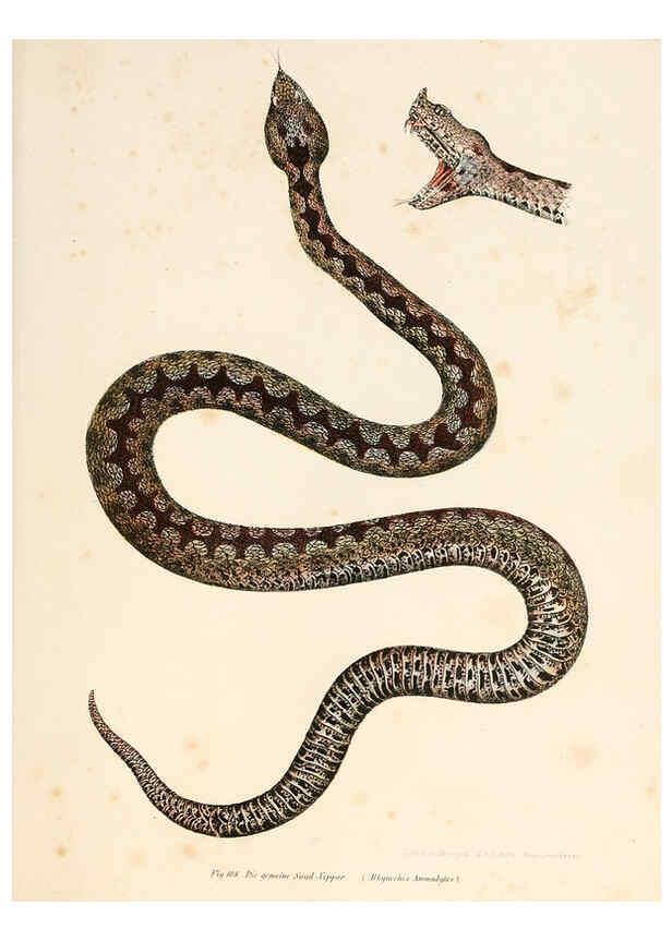 Reproducción/Reproduction 6309769424: Bilder-Atlas zur wissenschaftlich-populären Naturgeschichte der Wirbelthiere Wien :K.K. Hof-und Staatsdruckerei,1867