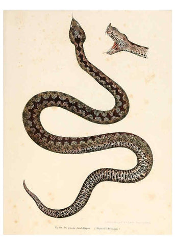 Reproducción/Reproduction 6309769424: Bilder-Atlas zur wissenschaftlich-populären Naturgeschichte der Wirbelthiere Wien :K.K. Hof-und Staatsdruckerei,1867