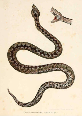 Reproducción/Reproduction 6309769424: Bilder-Atlas zur wissenschaftlich-populären Naturgeschichte der Wirbelthiere Wien :K.K. Hof-und Staatsdruckerei,1867