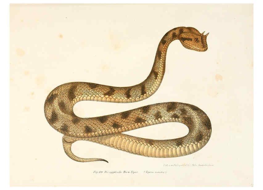 Reproducción/Reproduction 6309248363: Bilder-Atlas zur wissenschaftlich-populären Naturgeschichte der Wirbelthiere Wien :K.K. Hof-und Staatsdruckerei,1867