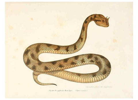 Reproducción/Reproduction 6309248363: Bilder-Atlas zur wissenschaftlich-populären Naturgeschichte der Wirbelthiere Wien :K.K. Hof-und Staatsdruckerei,1867