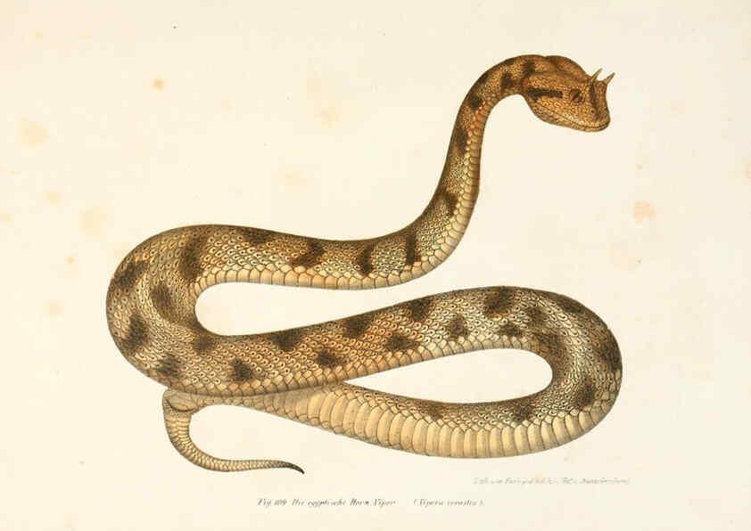Reproducción/Reproduction 6309248363: Bilder-Atlas zur wissenschaftlich-populären Naturgeschichte der Wirbelthiere Wien :K.K. Hof-und Staatsdruckerei,1867