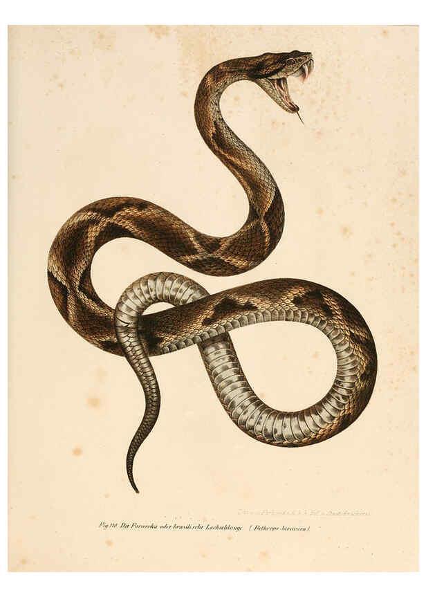 Reproducción/Reproduction 6309248555: Bilder-Atlas zur wissenschaftlich-populären Naturgeschichte der Wirbelthiere Wien :K.K. Hof-und Staatsdruckerei,1867