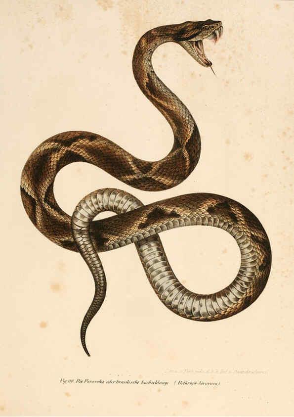 Reproducción/Reproduction 6309248555: Bilder-Atlas zur wissenschaftlich-populären Naturgeschichte der Wirbelthiere Wien :K.K. Hof-und Staatsdruckerei,1867