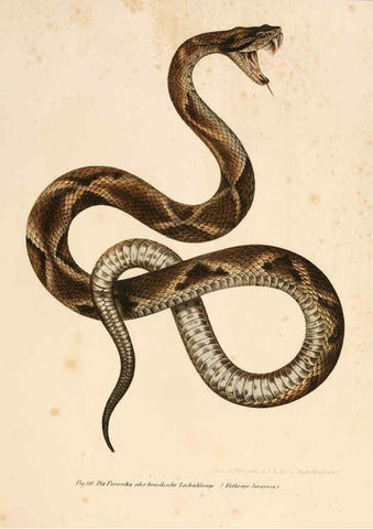 Reproducción/Reproduction 6309248555: Bilder-Atlas zur wissenschaftlich-populären Naturgeschichte der Wirbelthiere Wien :K.K. Hof-und Staatsdruckerei,1867