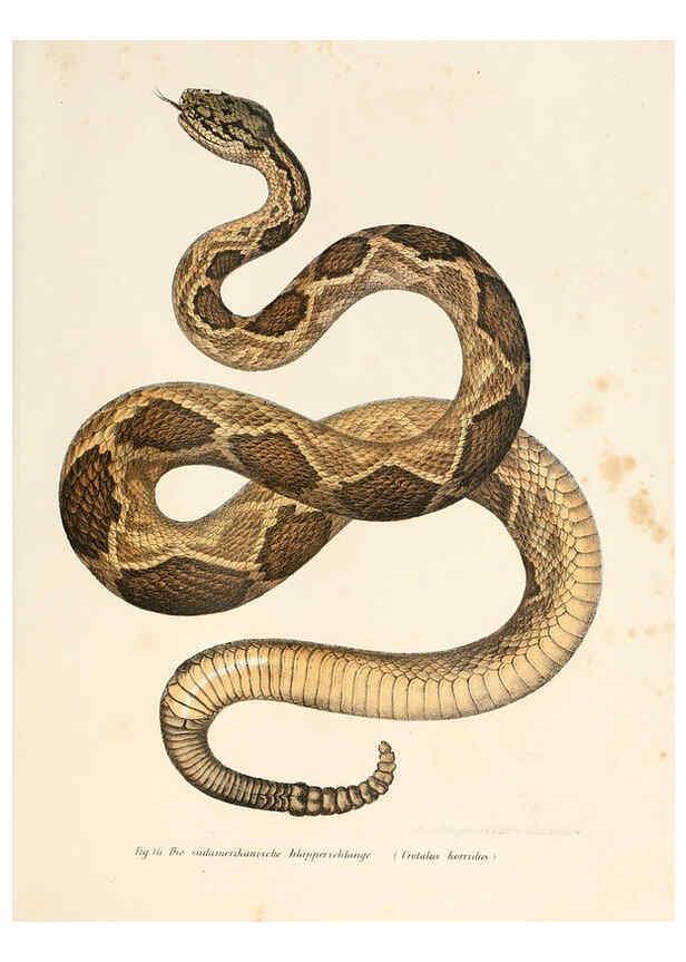 Reproducción/Reproduction 6309248743: Bilder-Atlas zur wissenschaftlich-populären Naturgeschichte der Wirbelthiere Wien :K.K. Hof-und Staatsdruckerei,1867