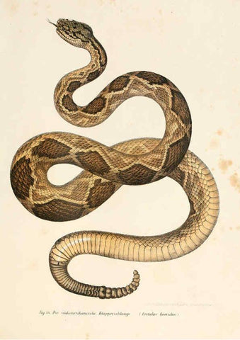 Reproducción/Reproduction 6309248743: Bilder-Atlas zur wissenschaftlich-populären Naturgeschichte der Wirbelthiere Wien :K.K. Hof-und Staatsdruckerei,1867