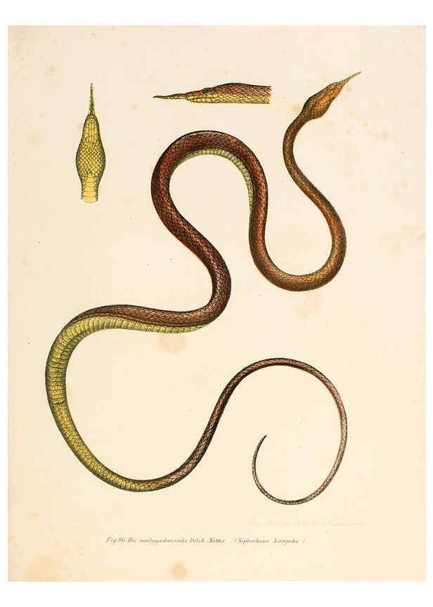 Reproducción/Reproduction 6309245687: Bilder-Atlas zur wissenschaftlich-populären Naturgeschichte der Wirbelthiere Wien :K.K. Hof-und Staatsdruckerei,1867