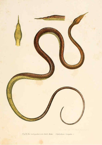 Reproducción/Reproduction 6309245687: Bilder-Atlas zur wissenschaftlich-populären Naturgeschichte der Wirbelthiere Wien :K.K. Hof-und Staatsdruckerei,1867