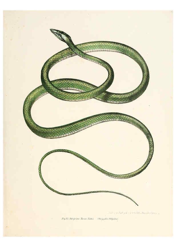 Reproducción/Reproduction 6309245495: Bilder-Atlas zur wissenschaftlich-populären Naturgeschichte der Wirbelthiere Wien :K.K. Hof-und Staatsdruckerei,1867