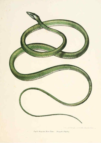 Reproducción/Reproduction 6309245495: Bilder-Atlas zur wissenschaftlich-populären Naturgeschichte der Wirbelthiere Wien :K.K. Hof-und Staatsdruckerei,1867