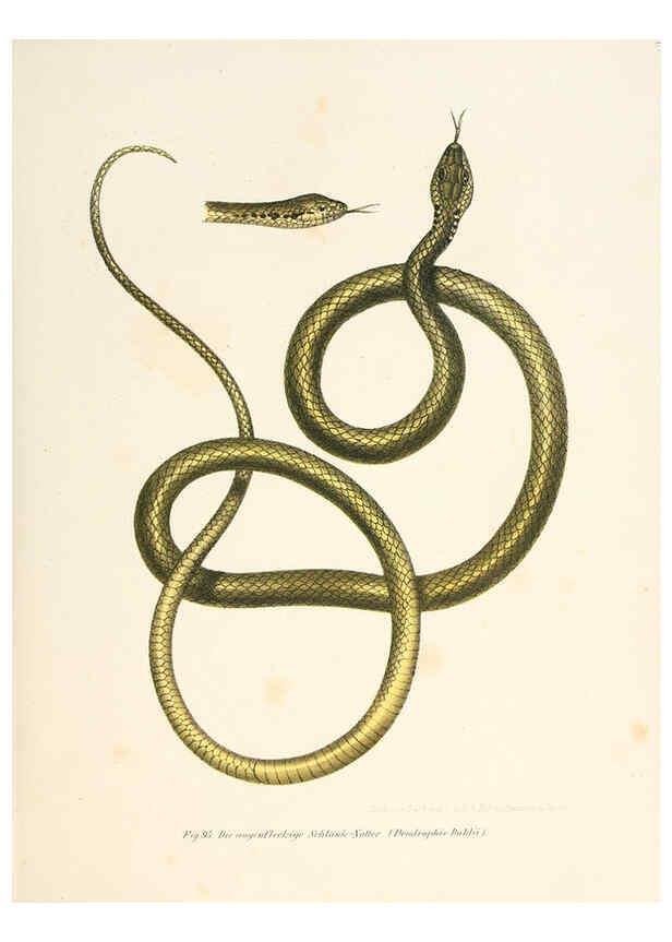 Reproducción/Reproduction 6309245301: Bilder-Atlas zur wissenschaftlich-populären Naturgeschichte der Wirbelthiere Wien :K.K. Hof-und Staatsdruckerei,1867