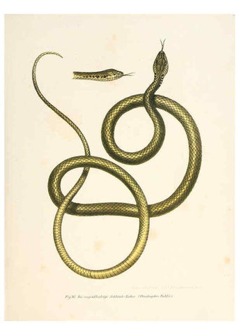 Reproducción/Reproduction 6309245301: Bilder-Atlas zur wissenschaftlich-populären Naturgeschichte der Wirbelthiere Wien :K.K. Hof-und Staatsdruckerei,1867
