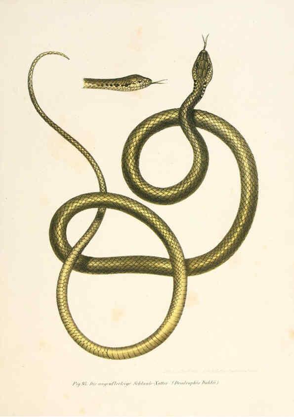 Reproducción/Reproduction 6309245301: Bilder-Atlas zur wissenschaftlich-populären Naturgeschichte der Wirbelthiere Wien :K.K. Hof-und Staatsdruckerei,1867
