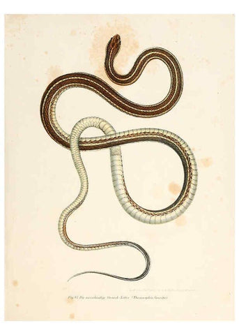 Reproducción/Reproduction 6309766454: Bilder-Atlas zur wissenschaftlich-populären Naturgeschichte der Wirbelthiere Wien :K.K. Hof-und Staatsdruckerei,1867