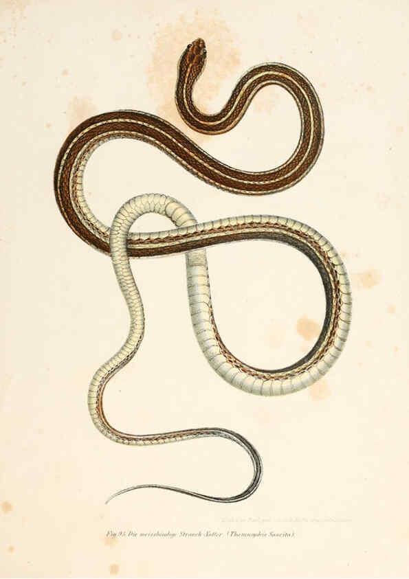 Reproducción/Reproduction 6309766454: Bilder-Atlas zur wissenschaftlich-populären Naturgeschichte der Wirbelthiere Wien :K.K. Hof-und Staatsdruckerei,1867