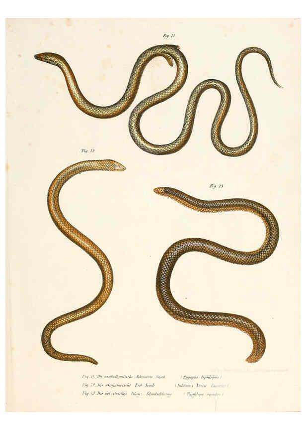 Reproducción/Reproduction 6309763464: Bilder-Atlas zur wissenschaftlich-populären Naturgeschichte der Wirbelthiere Wien :K.K. Hof-und Staatsdruckerei,1867