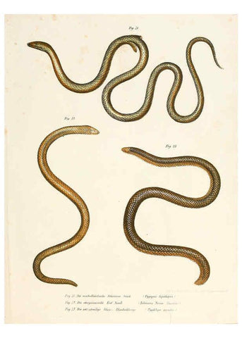 Reproducción/Reproduction 6309763464: Bilder-Atlas zur wissenschaftlich-populären Naturgeschichte der Wirbelthiere Wien :K.K. Hof-und Staatsdruckerei,1867
