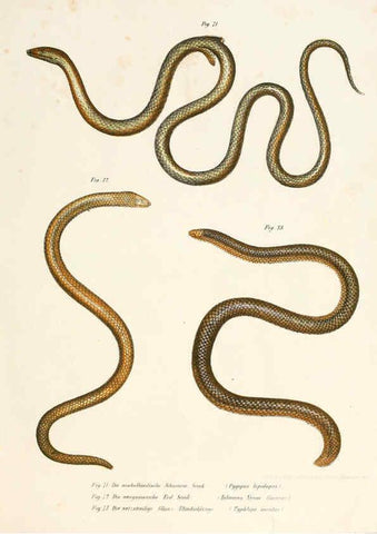 Reproducción/Reproduction 6309763464: Bilder-Atlas zur wissenschaftlich-populären Naturgeschichte der Wirbelthiere Wien :K.K. Hof-und Staatsdruckerei,1867