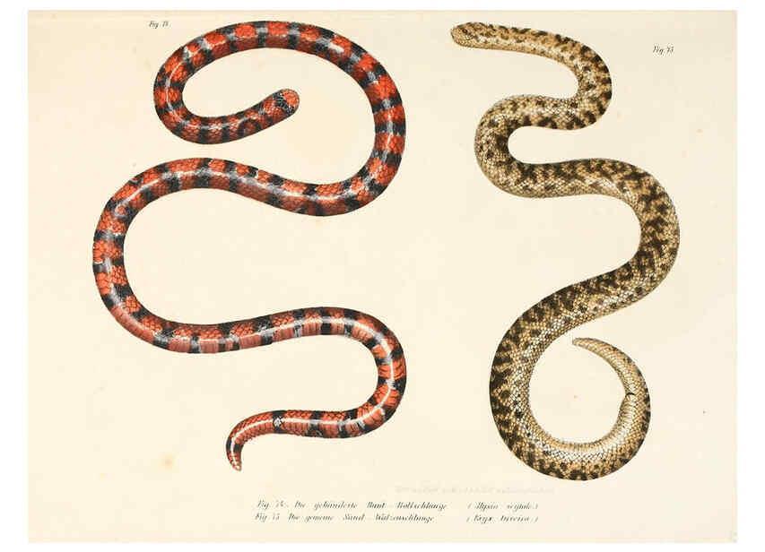 Reproducción/Reproduction 6309242329: Bilder-Atlas zur wissenschaftlich-populären Naturgeschichte der Wirbelthiere Wien :K.K. Hof-und Staatsdruckerei,1867