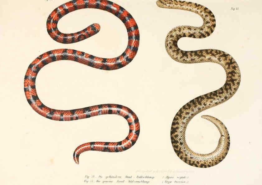 Reproducción/Reproduction 6309242329: Bilder-Atlas zur wissenschaftlich-populären Naturgeschichte der Wirbelthiere Wien :K.K. Hof-und Staatsdruckerei,1867
