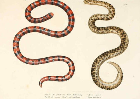 Reproducción/Reproduction 6309242329: Bilder-Atlas zur wissenschaftlich-populären Naturgeschichte der Wirbelthiere Wien :K.K. Hof-und Staatsdruckerei,1867