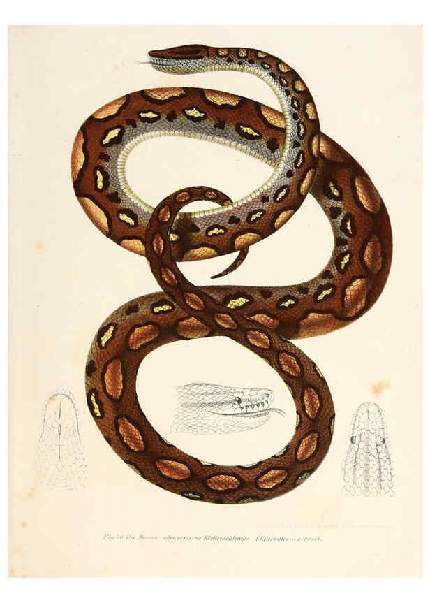 Reproducción/Reproduction 6309242503: Bilder-Atlas zur wissenschaftlich-populären Naturgeschichte der Wirbelthiere Wien :K.K. Hof-und Staatsdruckerei,1867
