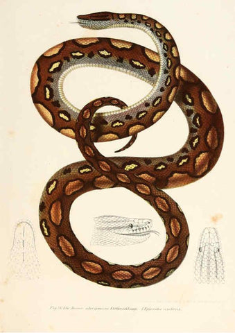 Reproducción/Reproduction 6309242503: Bilder-Atlas zur wissenschaftlich-populären Naturgeschichte der Wirbelthiere Wien :K.K. Hof-und Staatsdruckerei,1867