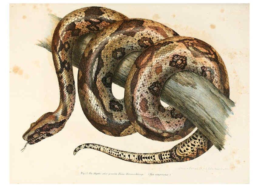 Reproducción/Reproduction 6309764002: Bilder-Atlas zur wissenschaftlich-populären Naturgeschichte der Wirbelthiere Wien :K.K. Hof-und Staatsdruckerei,1867