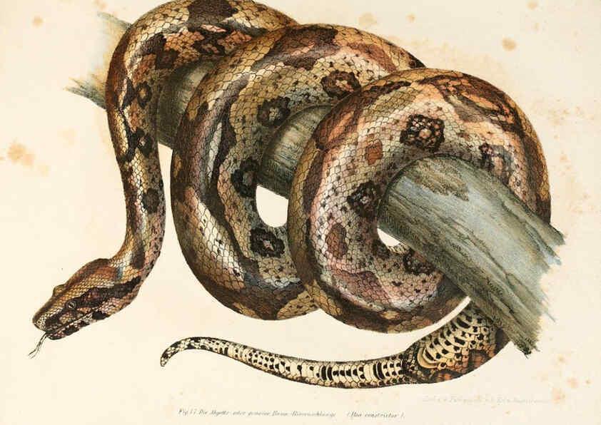 Reproducción/Reproduction 6309764002: Bilder-Atlas zur wissenschaftlich-populären Naturgeschichte der Wirbelthiere Wien :K.K. Hof-und Staatsdruckerei,1867
