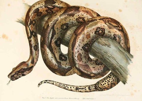 Reproducción/Reproduction 6309764002: Bilder-Atlas zur wissenschaftlich-populären Naturgeschichte der Wirbelthiere Wien :K.K. Hof-und Staatsdruckerei,1867