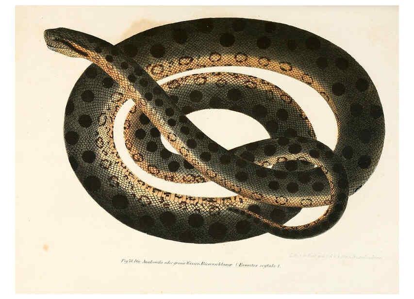 Reproducción/Reproduction 6309764174: Bilder-Atlas zur wissenschaftlich-populären Naturgeschichte der Wirbelthiere Wien :K.K. Hof-und Staatsdruckerei,1867