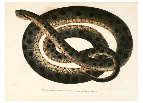 Reproducción/Reproduction 6309764174: Bilder-Atlas zur wissenschaftlich-populären Naturgeschichte der Wirbelthiere Wien :K.K. Hof-und Staatsdruckerei,1867